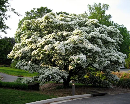 Chinese Fringe Tree Chionanthus retusus 5 Seeds  USA Company