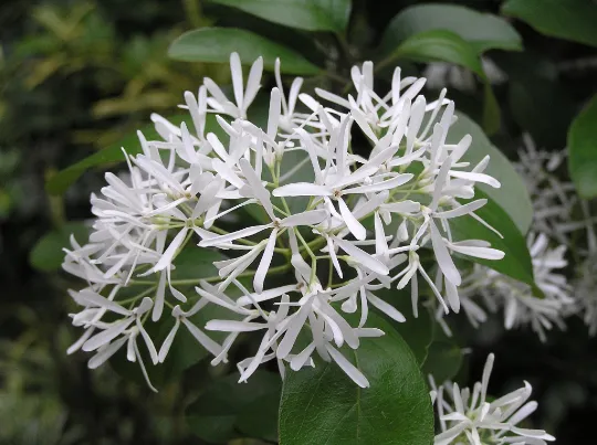 Chinese Fringe Tree Chionanthus retusus 5 Seeds  USA Company