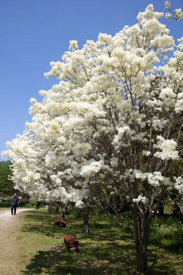 Chinese Fringe Tree Chionanthus retusus 5 Seeds  USA Company